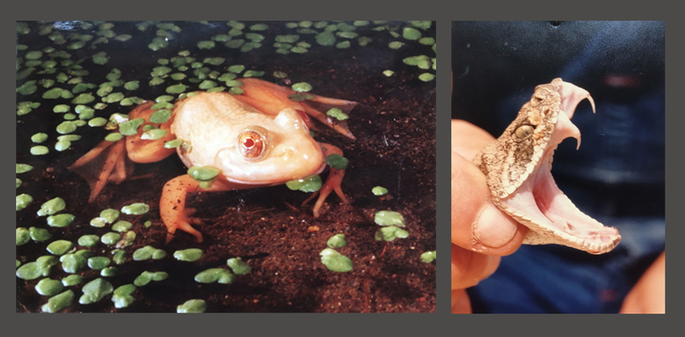 Albino frog and Rattlesnake